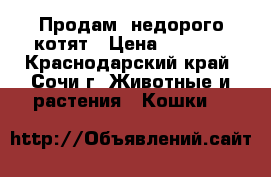 Продам  недорого котят › Цена ­ 1 500 - Краснодарский край, Сочи г. Животные и растения » Кошки   